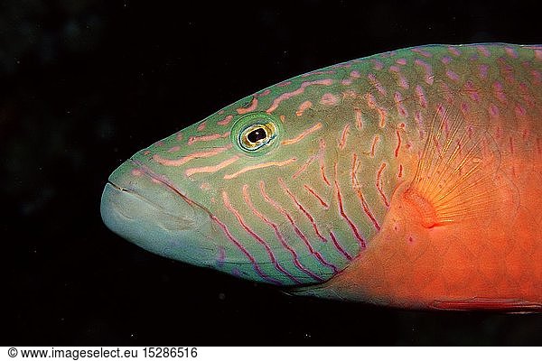 Zoologie  Fische  Wangenstreifen-Lippfisch  Oxycheilinus digrammus  Ã„gypten  Aegypten