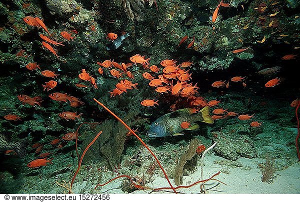 Zoologie  Fische  WeiÃŸsaum-Soldatenfische  Ãœberhang  Ueberhang  Myripristis murdjan  Malediven