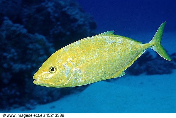 Zoologie  Fische  Zitronen-Stachelmakrele  Carangoides bajad  Ã„gypten  Aegypten