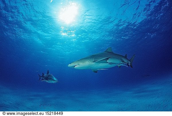Zoologie  Fische  Zitronenhai  Negaprion brevirostris  Bahamas
