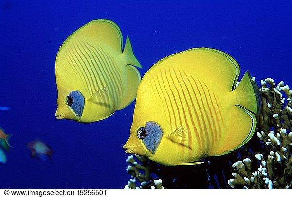 Zoologie  Fische  Zwei Maskenfalterfische  Mondsichel-Falterfisch  Chaetodon semilarvatus  Ã„gypten  Aegypten
