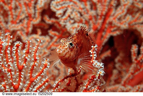Zoologie  Fische  Zwerg-Korallenwaechter  Cirrhitichthys falco  Bali  Indischer Ozean  Indonesien
