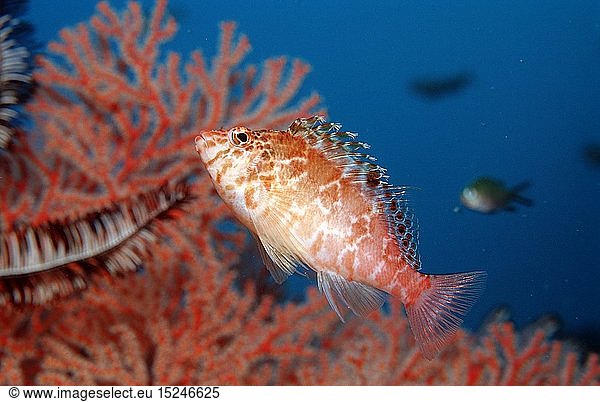Zoologie  Fische  Zwerg-Korallenwaechter  Cirrhitichthys falco  Bali  Indischer Ozean  Indonesien