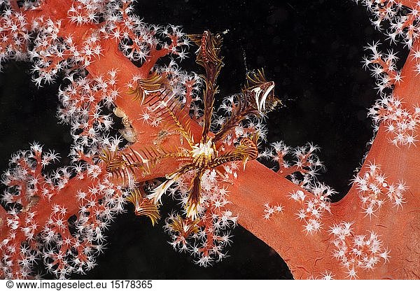 Zoologie  Gewebetiere  Kleiner Haarstern (Comanthina sp.) auf roter Koralle  (Siphonogorgia godeffroyi)  Raja Ampat  West Papua  Indonesien