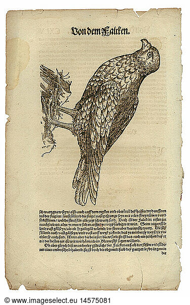 Zoologie hist.  FachbÃ¼cher 'Historia animalium'  von Conrad Gesner  ZÃ¼rich  Schweiz  1551 - 1558  Falke (Falco)  Holzschnitt