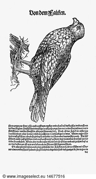 Zoologie hist.  FachbÃ¼cher 'Historia animalium'  von Conrad Gesner  ZÃ¼rich  Schweiz  1551 - 1558  Falke (Falco)  Holzschnitt