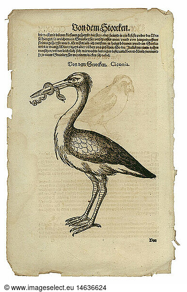 Zoologie hist.  FachbÃ¼cher 'Historia animalium'  von Conrad Gesner  ZÃ¼rich  Schweiz  1551 - 1558  Storch (Ciconia)  Holzschnitt