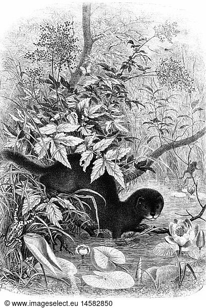 Zoologie hist  Nerze  EuropÃ¤ischer Nerz (Mustela lutreola)  Xylografie nach Zeichnung von Emil Schmidt  Deutschland  1871