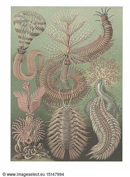 Zoologie hist.  RingelwÃ¼rmer  BorstenwÃ¼rmer (Chaetopoda)  Farblithografie  aus: Ernst Haeckel  'Kunstformen der Natur'  Leipzig - Wien  1899 - 1904