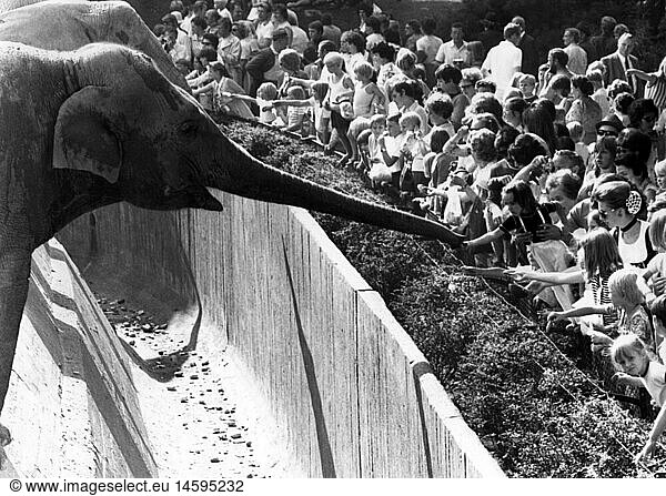 Zoologie hist.  Tierparks  Tierpark Hagenbeck  Hamburg  Kinder fÃ¼ttern Elefanten  Juli 1971