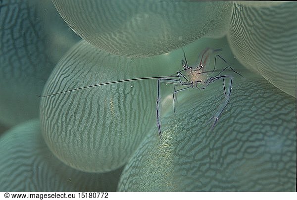 Zoologie  Krebstiere  Garnelen  Garnele  Blasenkorallen - Garnele  (Vir philippinensis)  Seychellen