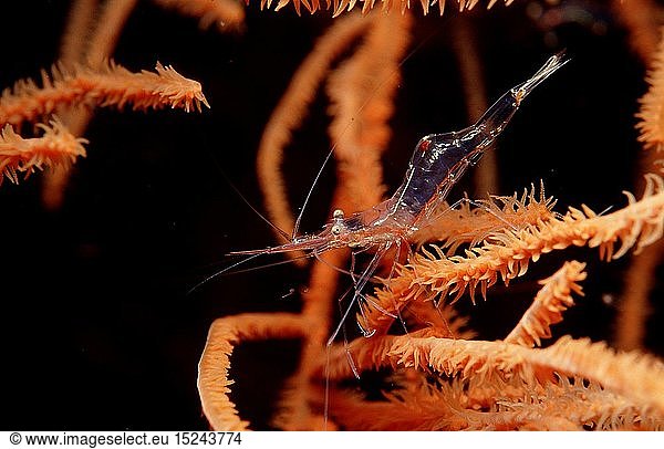 Zoologie  Krebstiere  Garnelen  Garnele  DÃ¶rnchenkorallen - Garnele  (Periclimenes wirtzi)  Indonesien