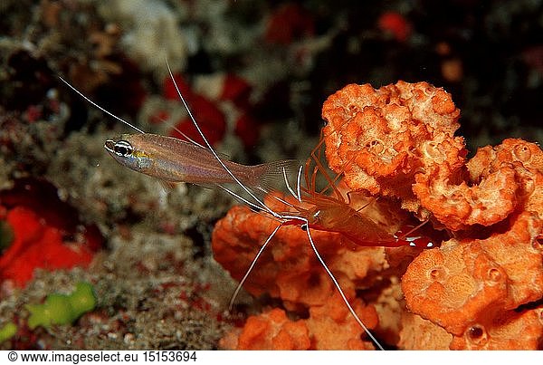 Zoologie Krebstiere Garnelen Garnele Grabhams Putzergarnele reinigt Kardinalfisch (Lysmata grabhami) Malediven