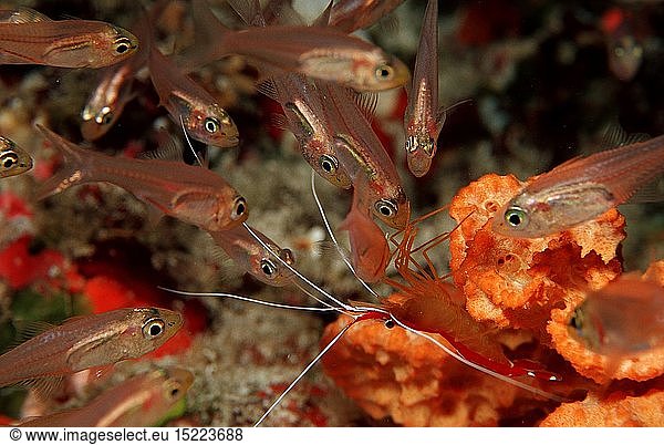 Zoologie  Krebstiere  Garnelen  Garnele  Grabhams Putzergarnele reinigt Kardinalfisch  (Lysmata grabhami)  Malediven