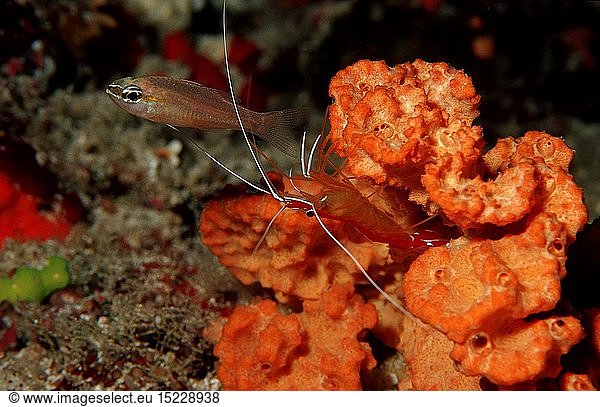 Zoologie  Krebstiere  Garnelen  Garnele  Grabhams Putzergarnele reinigt Kardinalfisch  (Lysmata grabhami)  Malediven