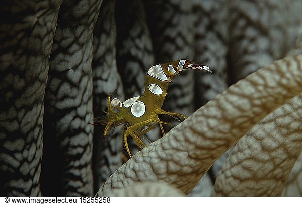 Zoologie  Krebstiere  Garnelen  Garnele  Hohlkreuz - Garnele  (Thor amboinensis )  Malediven