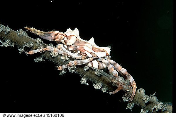 Zoologie  Krebstiere  Krabben  Krabbe  Gorgonien - Spinnenkrabbe  (Xenocarcinus tuberculatus)  Papua Neu Guinea