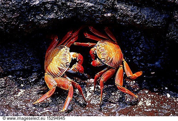 Zoologie  Krebstiere  Krabben  Krabbe  Rote Klippenkrabbe  (Grapsus grapsus)  Ecuador  SÃ¼damerika