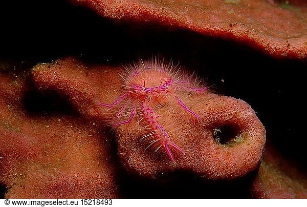 Zoologie Krebstiere Krabben Krabbe Schwamm - Springkrabbe (Lauriea siagiani) Indonesien