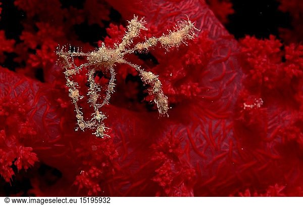 Zoologie  Krebstiere  Krabben  Krabbe  Spinnenkrabbe auf Weichkoralle  (Achaeus spinosus)  Ã„gypten