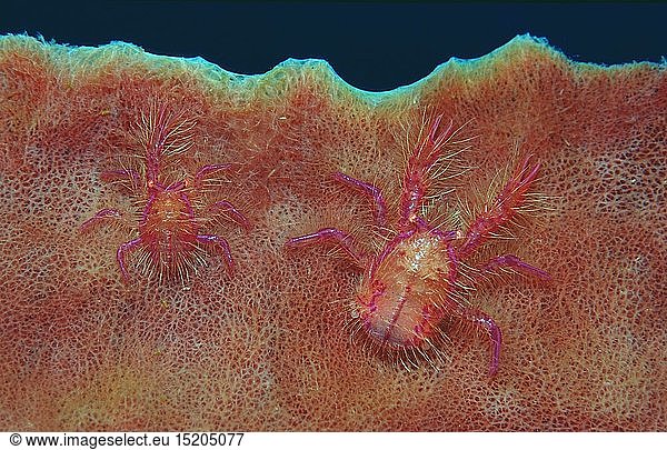 Zoologie  Krebstiere  Krabben  Krabbe  Zwei Schwamm - Springkrabben  (Lauriea siagiani)  Indonesien