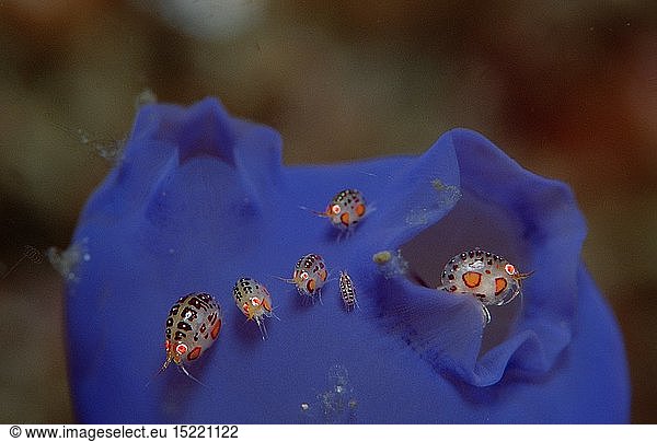 Zoologie  Krebstiere  Krebse  Krebs  Flohkrebs auf blauer Seescheide  (Cyproidea sp.)  Indonesien