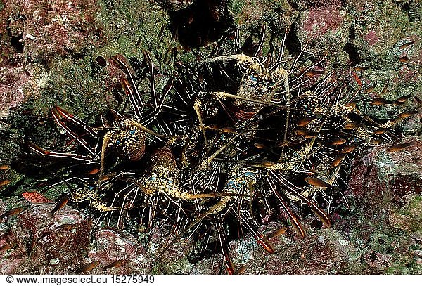 Zoologie Krebstiere Langusten Königslanguste Languste Höhle mit Langusten (Panulirus regius) Costa Rica