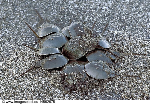 Zoologie  Krebstiere  Pfeil- oder SchwertschwÃ¤nze  Pfeilschwanzkrebs (Limulus polyphemus)  mehrere Tiere am Strand  Sanibel Island  Verbreitung: OstkÃ¼ste Nordamerikas