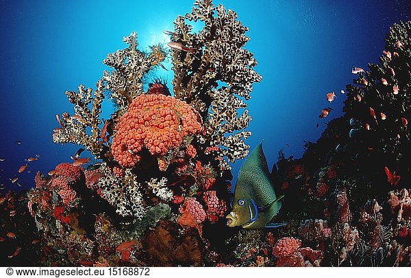 Zoologie  Nesseltiere  Korallen  Koralle  Korallenriff  Indonesien