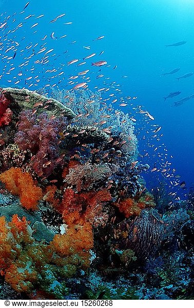 Zoologie  Nesseltiere  Korallen  Koralle  Korallenriff  Indonesien