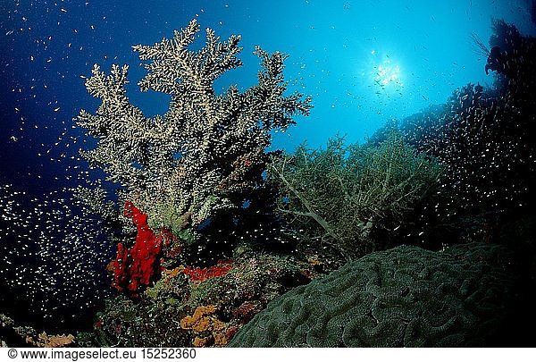 Zoologie  Nesseltiere  Korallen  Koralle  Korallenriff  Malaysia