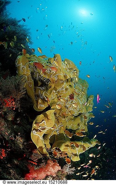 Zoologie  Nesseltiere  Korallen  Koralle  Korallenriff  Philippinen