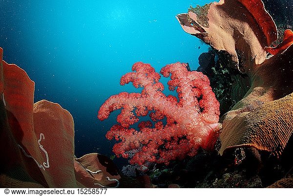 Zoologie  Nesseltiere  Korallen  Koralle  Korallenriff  Philippinen