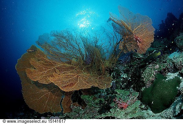 Zoologie  Nesseltiere  Korallen  Koralle  Korallenriff  Thailand