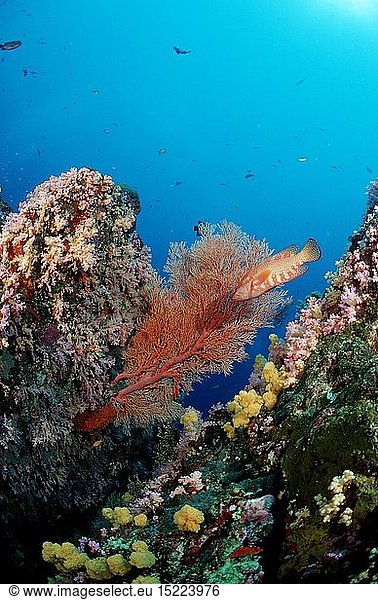 Zoologie  Nesseltiere  Korallen  Koralle  Korallenriff  Thailand