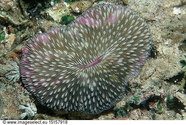 Zoologie  Nesseltiere  Korallen  Koralle  Pilzkoralle mit weiÃŸem Licht  (Ctenactis echinata)  Indonesien