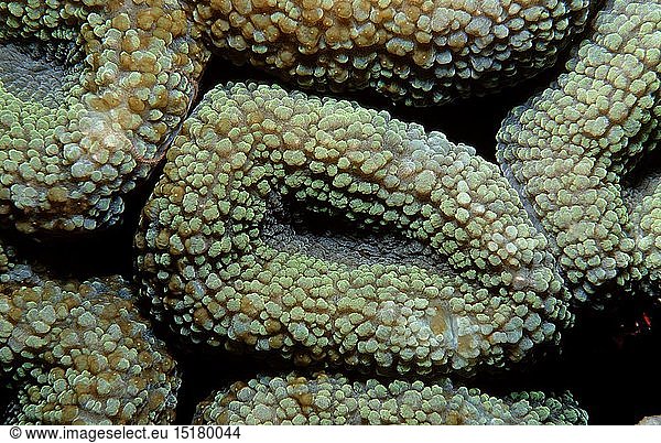 Zoologie  Nesseltiere  Korallen  Koralle  Steinkoralle mit weiÃŸem Licht  Indonesien