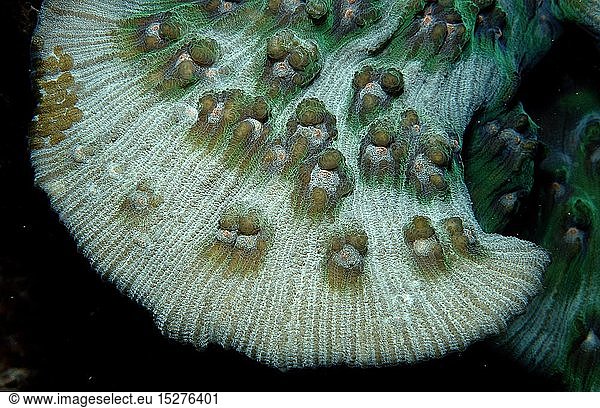 Zoologie  Nesseltiere  Korallen  Koralle  Steinkoralle mit weiÃŸem Licht  Indonesien