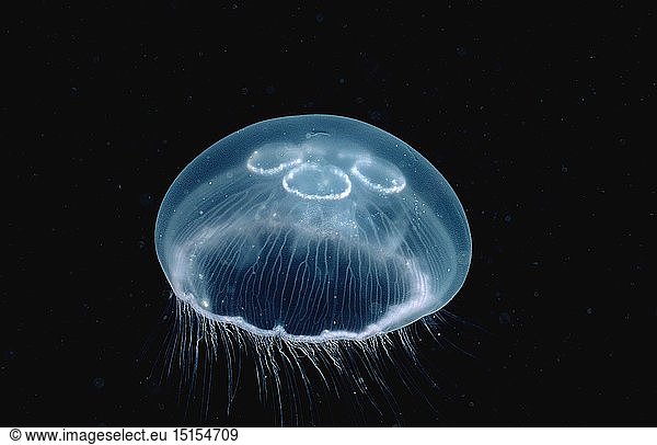 Zoologie Nesseltiere Quallen Qualle Ohrenqualle (Aurelia aurita) Norwegen