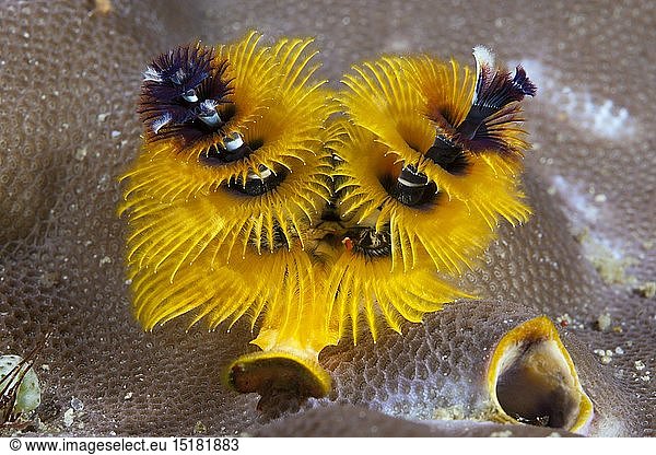 Zoologie  PlattwÃ¼rmer (Plathelminthes)  Gelber Sprialroehrenwurm  Spirobranchus giganteus  Florida Islands  Salomonen