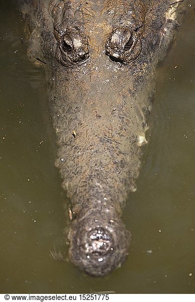 Zoologie  Reptilien (Reptilia)  Australien-Krokodil  Crocodylus johnstoni  Queensland  Australien