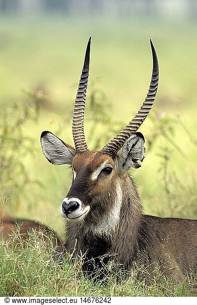 Zoologie  RiedbÃ¶cke  Wasserbock (Kobus defassa)  Masai Mara  Kenia  mÃ¤nnliches Tier  Verbreitung: Afrika