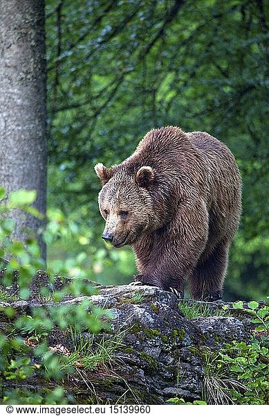 Zoologie  SÃ¤ugetiere  BÃ¤r  EuropÃ¤ischer BraunbÃ¤r (Ursus arctos)  NeuschÃ¶nau  Nationalpark Bayerischer Wald  Deutschland