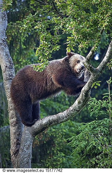 Zoologie  SÃ¤ugetiere  BÃ¤r  EuropÃ¤ischer BraunbÃ¤r (Ursus arctos)  NeuschÃ¶nau  Nationalpark Bayerischer Wald  Deutschland