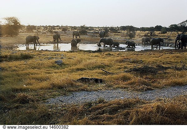 Zoologie  SÃ¤ugetiere  Elefanten  Afrikanischer Elefant (Loxodonta africana)  Herde mit Jungtieren an Wasserstelle  Etoscha-Nationalpark  Okaukuejo  Namibia