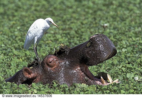 Zoologie  SÃ¤ugetiere  FluÃŸpferd (Hippopotamus amphibius)  im Wasser  Kuhreiher (Bubulcus ibis) auf seinem Kopf sitzend  Serengeti National Park  Tansania  Verbreitung: Afrika sÃ¼dlich der Sahara