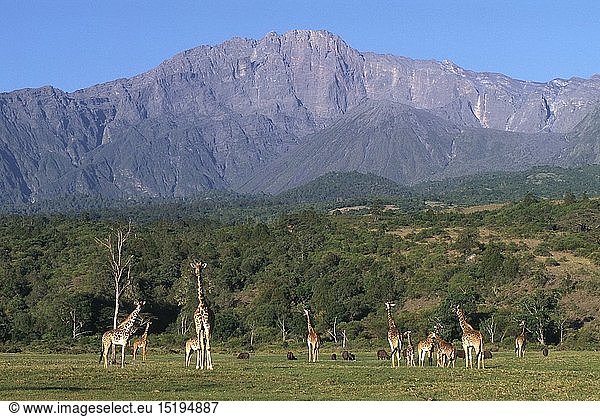 Zoologie  SÃ¤ugetiere  Giraffe (Giraffa camelopardalis tippelskirch) Masai giraffe  Berg Meru  Arusha Nationalpark  Tansania