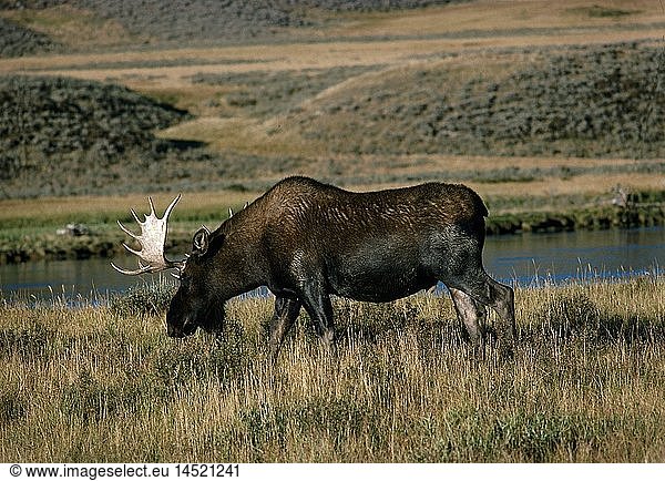 Zoologie  SÃ¤ugetiere  Hirsche  Elch (Alces alces)  Elchbulle  Ã¤send  Yellowstone National Park  Wyoming  USA  Verbreitung: nÃ¶rdliches Eurasien und Nordamerika
