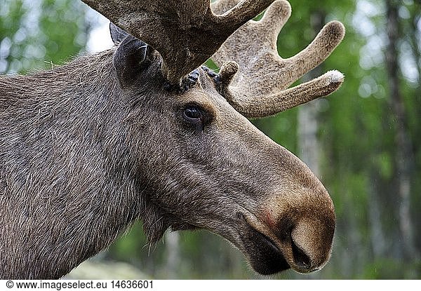 Zoologie  SÃ¤ugetiere  Hirsche  Elch (Alces alces)  Langedrag  Naturpark  Norwegen  Verbreitung: nÃ¶rdliches Eurasien und Nordamerika