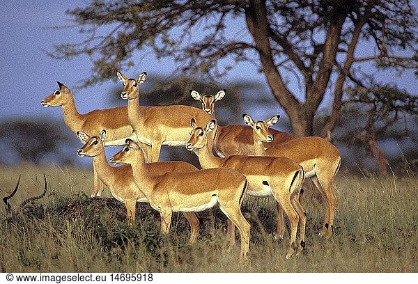 Zoologie  SÃ¤ugetiere  HorntrÃ¤ger  Schwarzfersenantilope (Aepyceros melampus)  Herde weiblicher Tiere  Masai Mara  Kenia  Verbreitung: Afrika